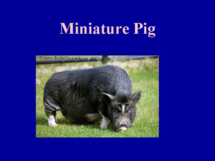 Miniature Pig 