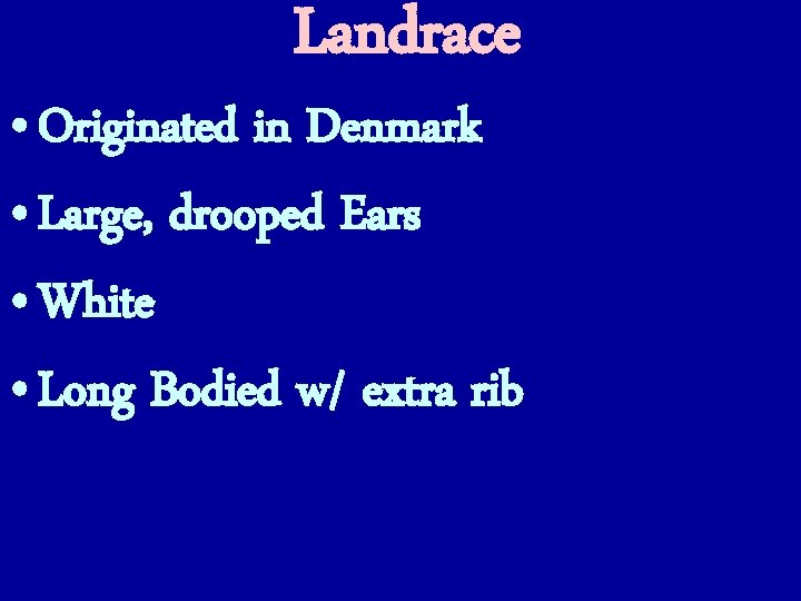 Landrace • Originated in Denmark • Large, drooped Ears • White • Long Bodied