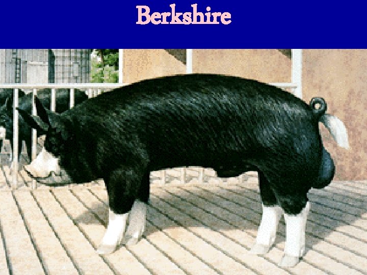 Berkshire 