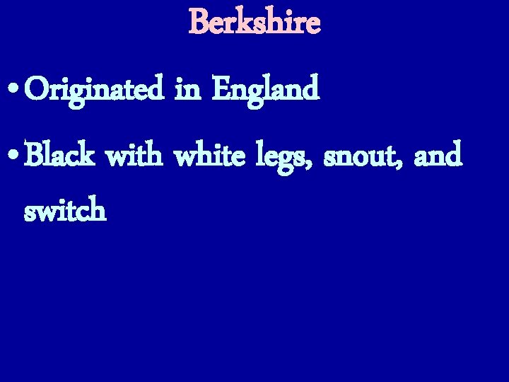 Berkshire • Originated in England • Black with white legs, snout, and switch 