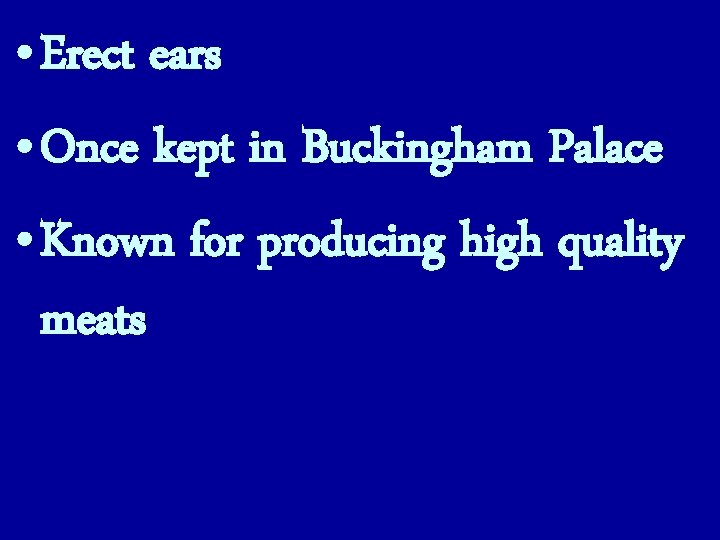  • Erect ears • Once kept in Buckingham Palace • Known for producing