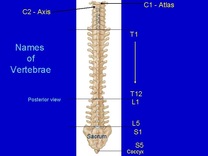 C 2 - Axis C 1 - Atlas C 3 C 4 C 5