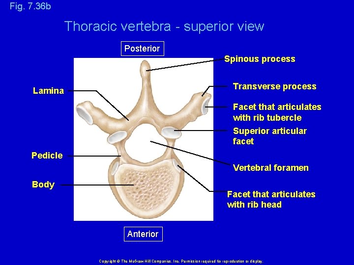 Fig. 7. 36 b Thoracic vertebra - superior view Posterior Spinous process Transverse process
