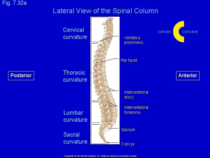 Fig. 7. 32 a Lateral View of the Spinal Column Cervical curvature convex concave