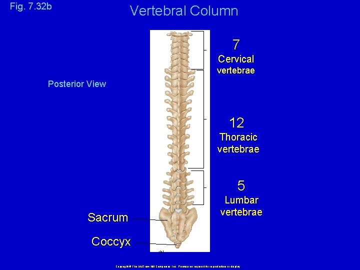 Fig. 7. 32 b Vertebral Column 7 Cervical vertebrae Posterior View 12 Thoracic vertebrae