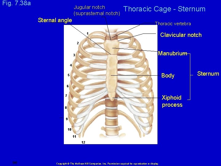 Fig. 7. 38 a Jugular notch (suprasternal notch) Sternal angle Thoracic Cage - Sternum