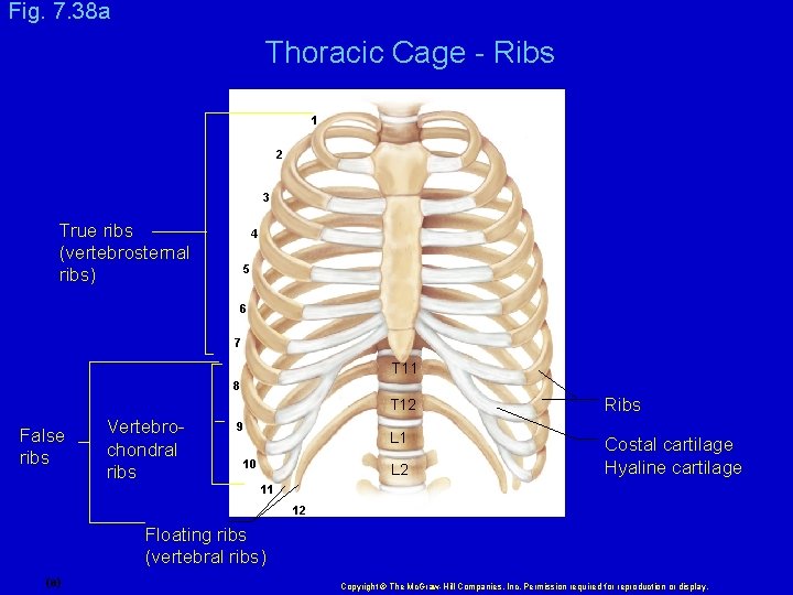 Fig. 7. 38 a Thoracic Cage - Ribs 1 2 3 True ribs (vertebrosternal