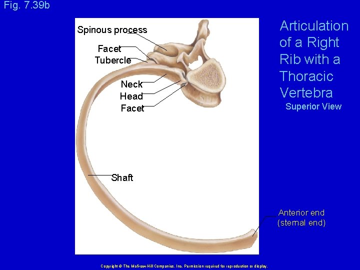 Fig. 7. 39 b Spinous process Facet Tubercle Neck Head Facet Articulation of a