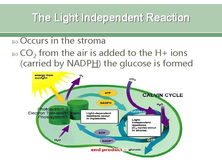 The Light Independent Reaction Occurs in the stroma CO 2 from the air is