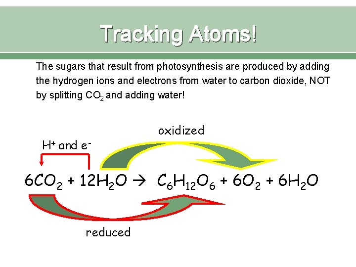 Tracking Atoms! The sugars that result from photosynthesis are produced by adding the hydrogen