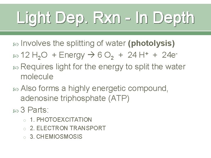 Light Dep. Rxn - In Depth Involves the splitting of water (photolysis) 12 H