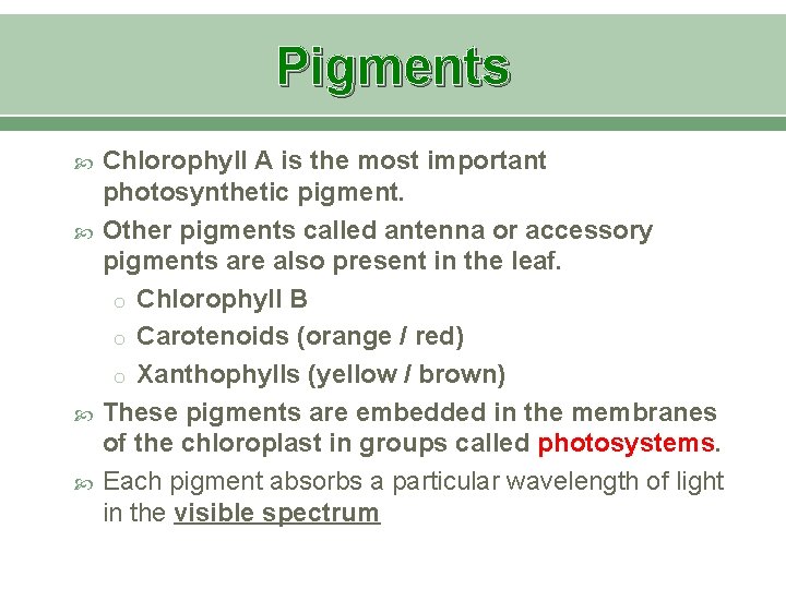 Pigments Chlorophyll A is the most important photosynthetic pigment. Other pigments called antenna or