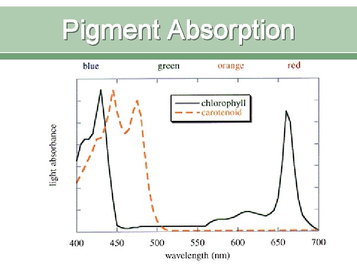 Pigment Absorption 