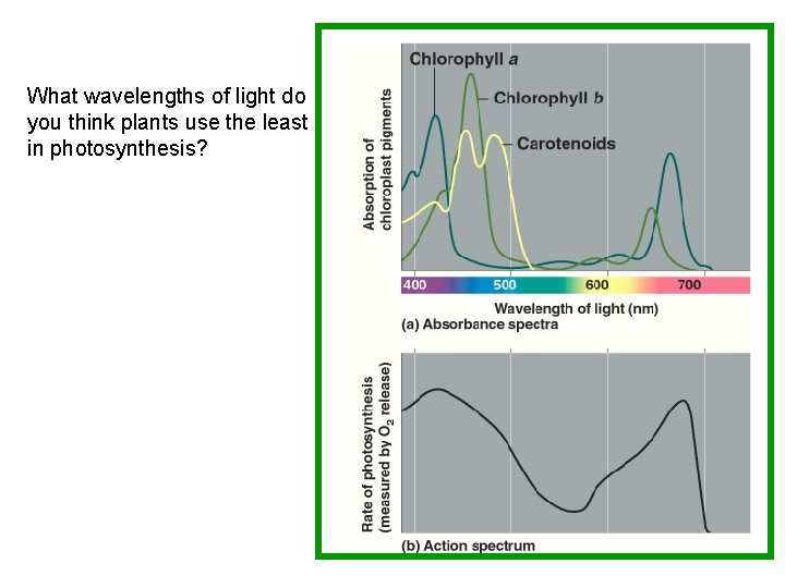 What wavelengths of light do you think plants use the least in photosynthesis? 