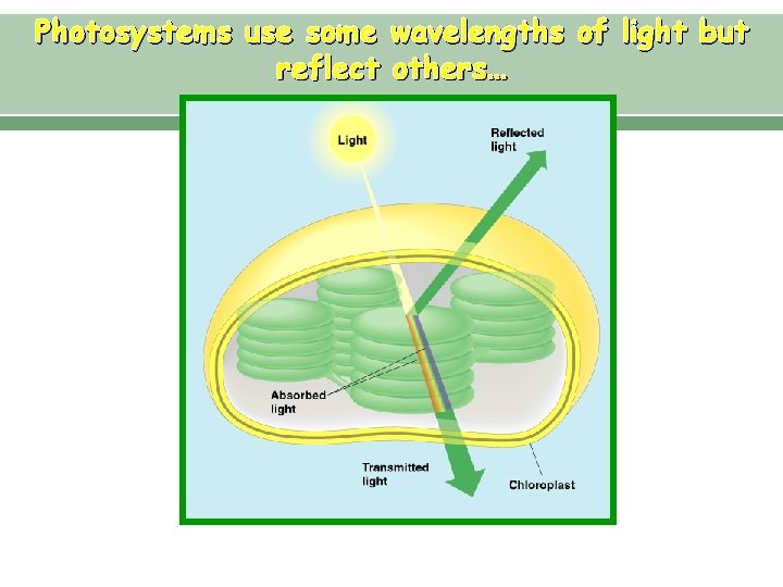 Photosystems use some wavelengths of light but reflect others… 