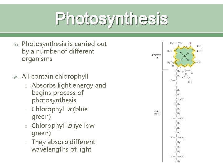 Photosynthesis is carried out by a number of different organisms All contain chlorophyll o