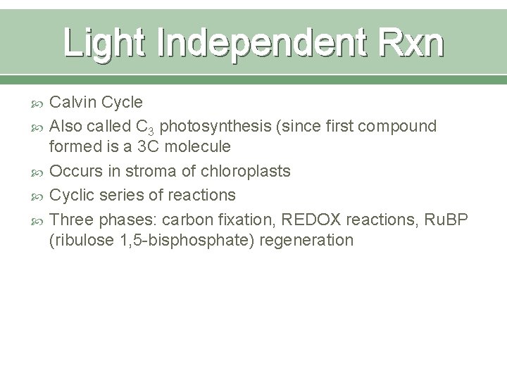 Light Independent Rxn Calvin Cycle Also called C 3 photosynthesis (since first compound formed