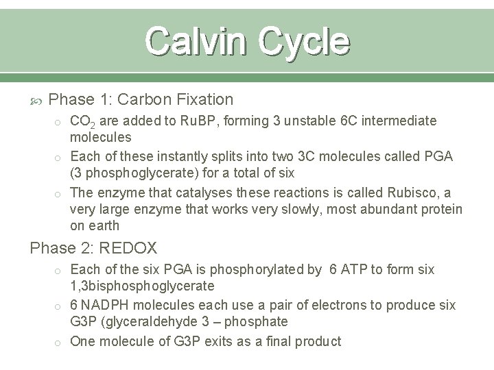 Calvin Cycle Phase 1: Carbon Fixation o CO 2 are added to Ru. BP,