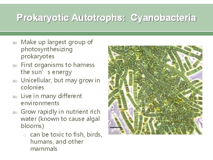 Prokaryotic Autotrophs: Cyanobacteria Make up largest group of photosynthesizing prokaryotes First organisms to harness
