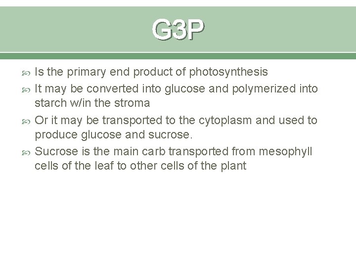 G 3 P Is the primary end product of photosynthesis It may be converted