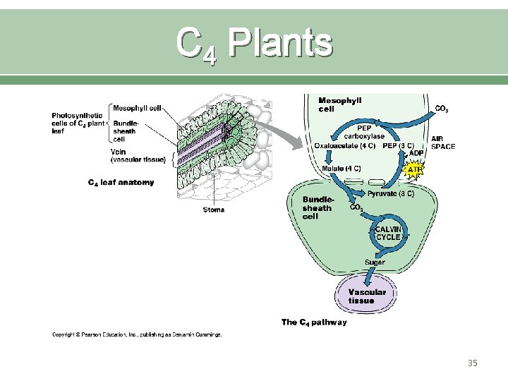 C 4 Plants 35 