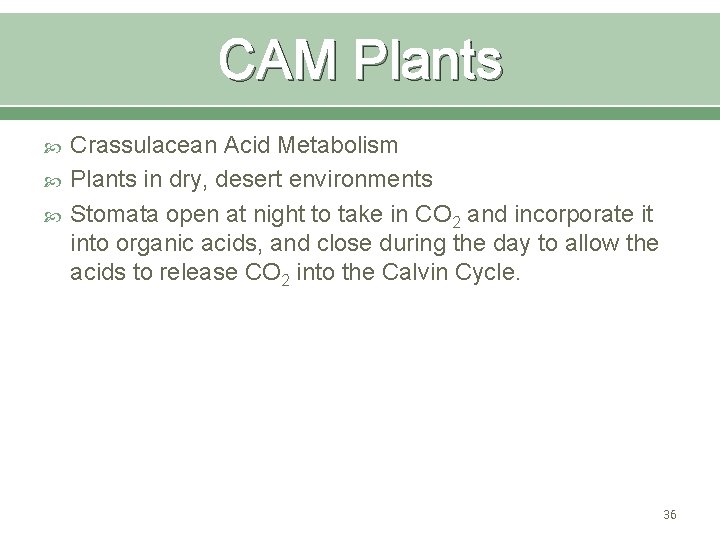 CAM Plants Crassulacean Acid Metabolism Plants in dry, desert environments Stomata open at night