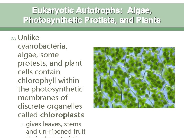 Eukaryotic Autotrophs: Algae, Photosynthetic Protists, and Plants Unlike cyanobacteria, algae, some protests, and plant