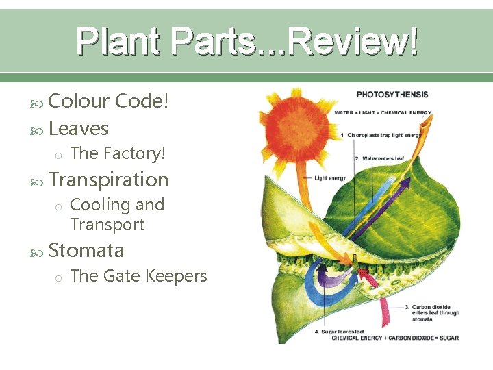 Plant Parts. . . Review! Colour Code! Leaves o The Factory! Transpiration o Cooling