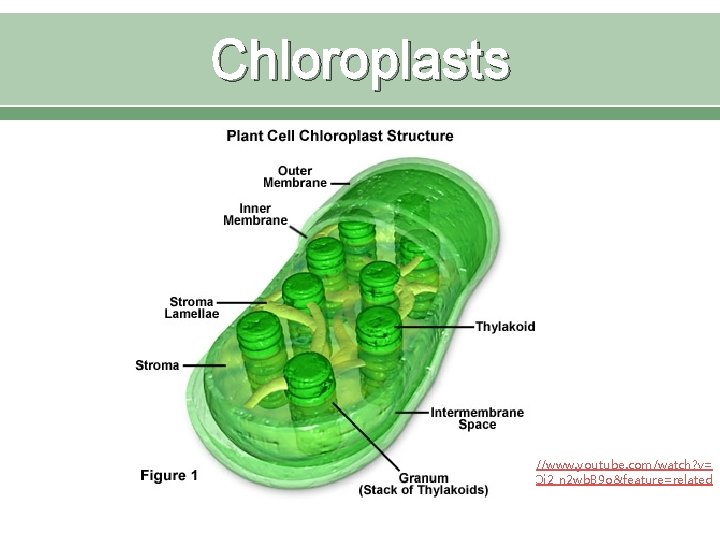 Chloroplasts http: //www. youtube. com/watch? v= Oi 2_n 2 wb. B 9 o&feature=related 
