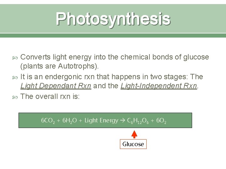 Photosynthesis Converts light energy into the chemical bonds of glucose (plants are Autotrophs). It