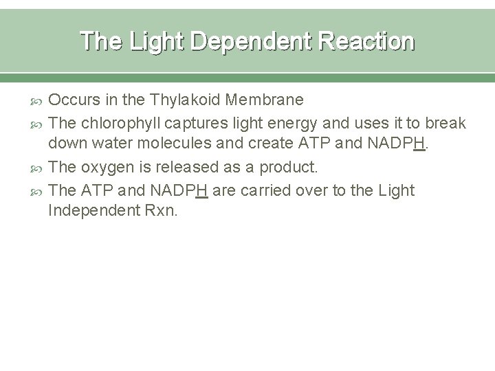 The Light Dependent Reaction Occurs in the Thylakoid Membrane The chlorophyll captures light energy