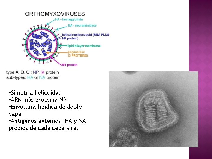  • Simetría helicoidal • ARN más proteína NP • Envoltura lipídica de doble