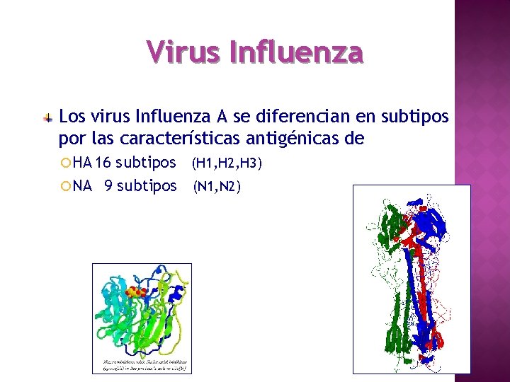 Virus Influenza Los virus Influenza A se diferencian en subtipos por las características antigénicas