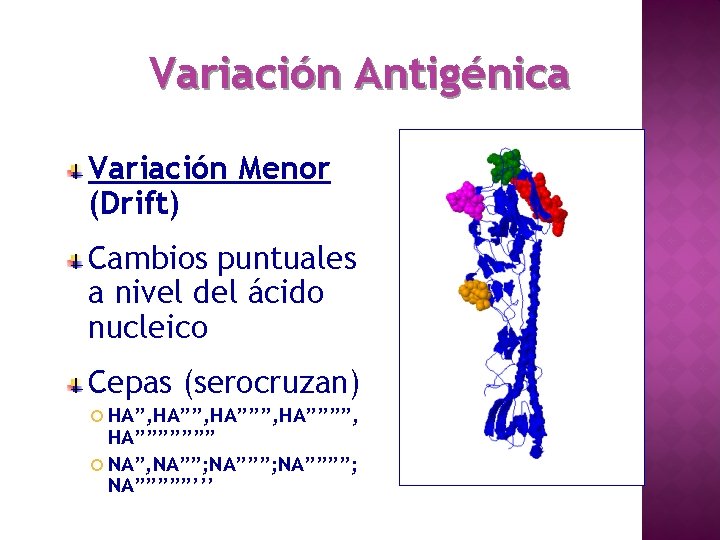 Variación Antigénica Variación Menor (Drift) Cambios puntuales a nivel del ácido nucleico Cepas (serocruzan)