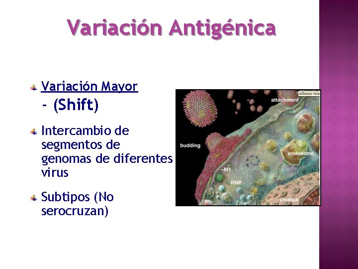 Variación Antigénica Variación Mayor - (Shift) Intercambio de segmentos de genomas de diferentes virus