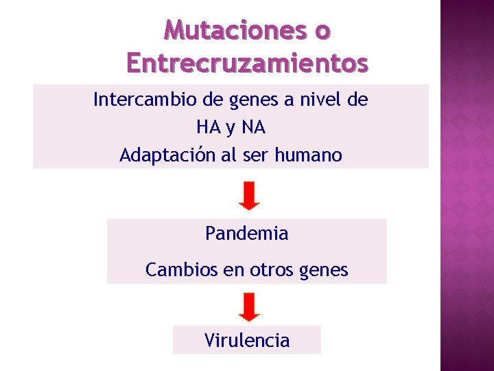 Mutaciones o Entrecruzamientos Intercambio de genes a nivel de HA y NA Adaptación al
