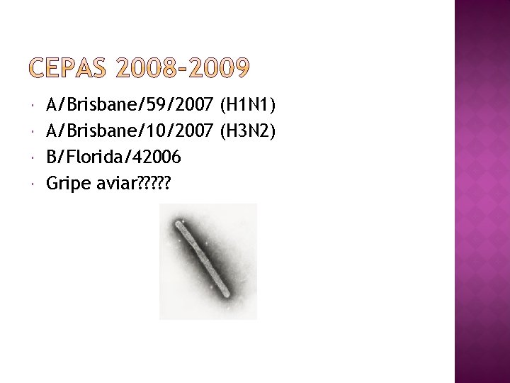  A/Brisbane/59/2007 (H 1 N 1) A/Brisbane/10/2007 (H 3 N 2) B/Florida/42006 Gripe aviar?