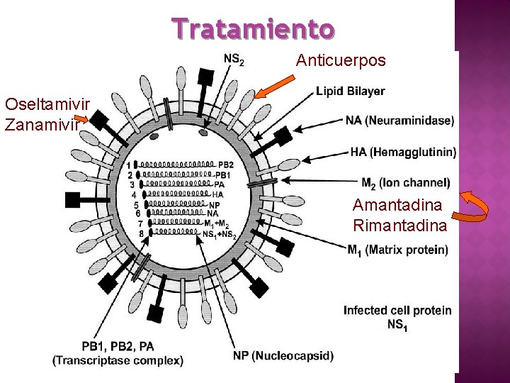 Tratamiento Anticuerpos Oseltamivir Zanamivir Amantadina Rimantadina 