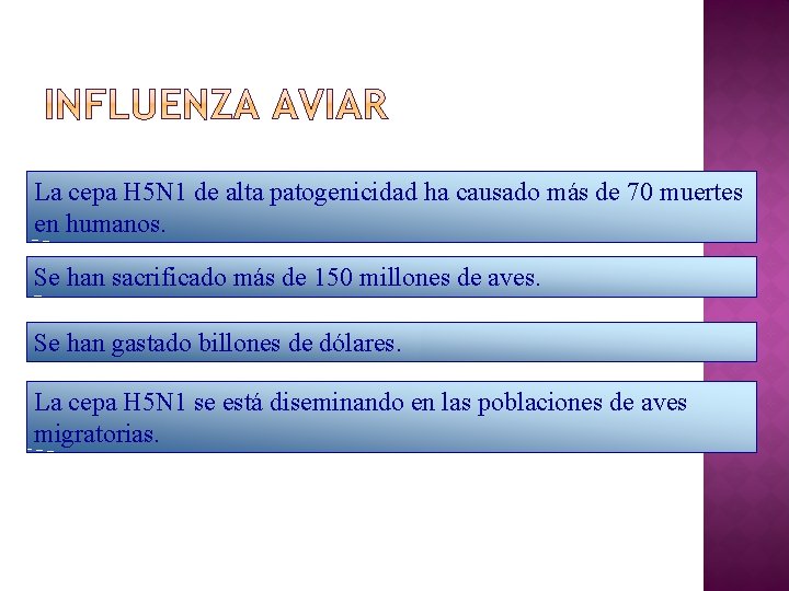 La cepa H 5 N 1 de alta patogenicidad ha causado más de 70