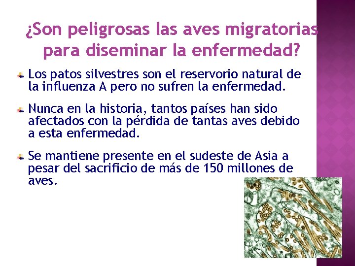 ¿Son peligrosas las aves migratorias para diseminar la enfermedad? Los patos silvestres son el