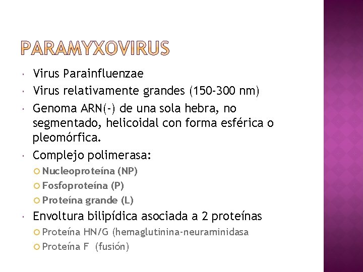  Virus Parainfluenzae Virus relativamente grandes (150 -300 nm) Genoma ARN(-) de una sola