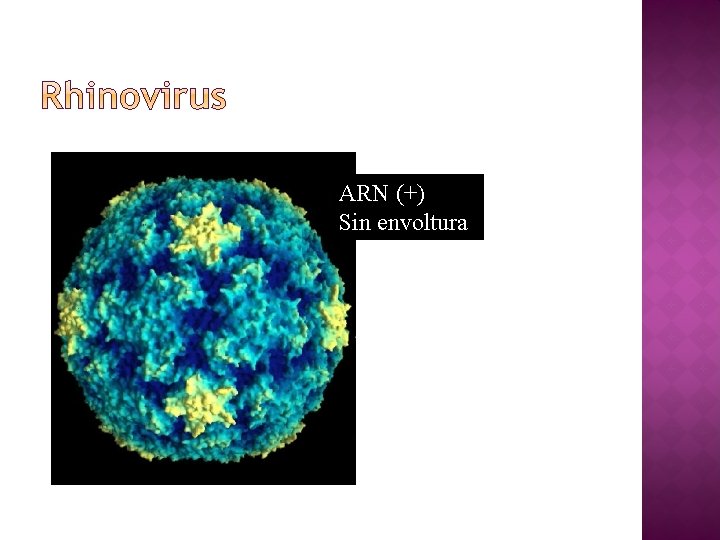 ARN (+) Sin envoltura 