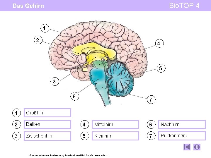 Bio. TOP 4 Das Gehirn 1 2 4 5 3 6 7 1 Großhirn