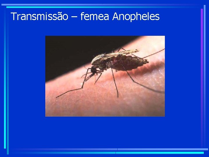 Transmissão – femea Anopheles 