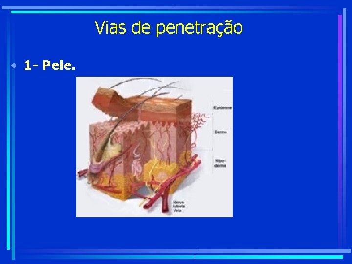 Vias de penetração • 1 - Pele. 