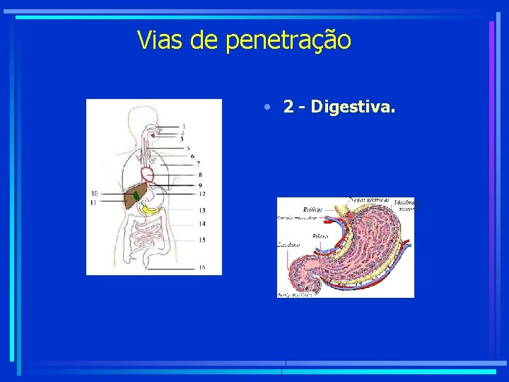 Vias de penetração • 2 - Digestiva. 