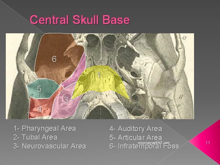 Central Skull Base 6 2 5 4 1 1 3 1 - Pharyngeal Area