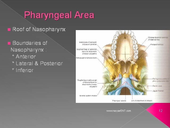 Pharyngeal Area n Roof of Nasopharynx Boundaries of Nasopharynx : * Anterior * Lateral