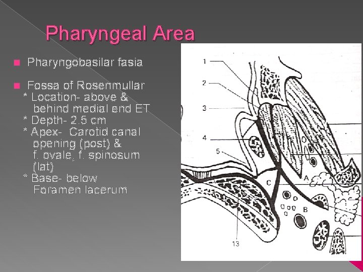 Pharyngeal Area n Pharyngobasilar fasia n Fossa of Rosenmullar * Location- above & behind