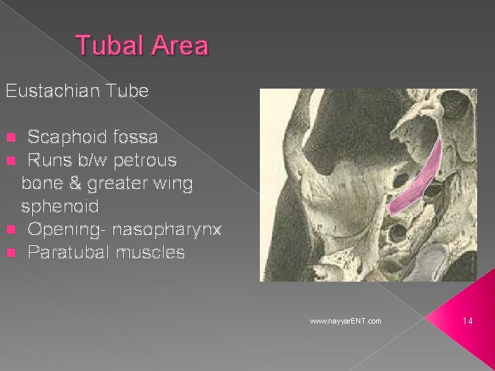 Tubal Area Eustachian Tube Scaphoid fossa Runs b/w petrous bone & greater wing sphenoid